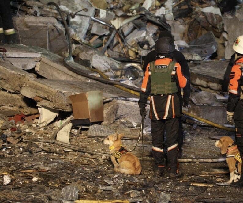 Понимают весь ужас: в Днепре собаки помогают искать людей под завалами (фото)