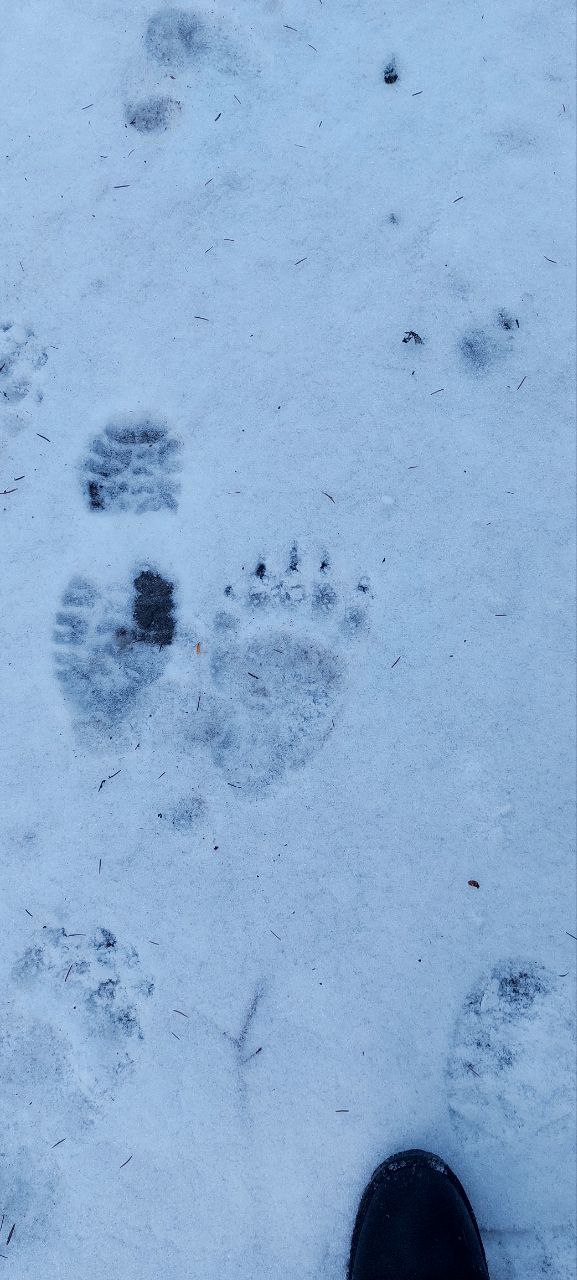 Можуть нападати на людей. В Україні через аномальну погоду прокинулись ведмеді (фото)