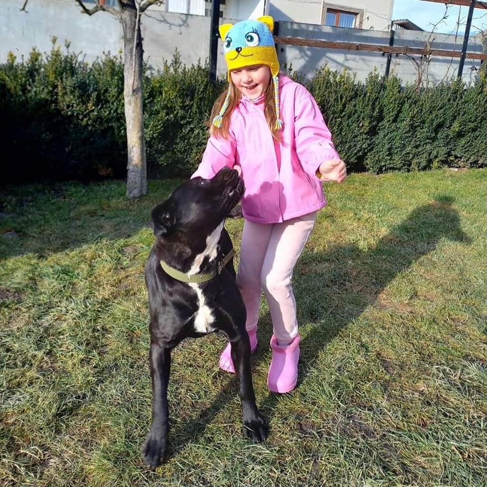 Сім'я загиблого захисника прихистила собаку, якого військовий приручив на фронті (фото)