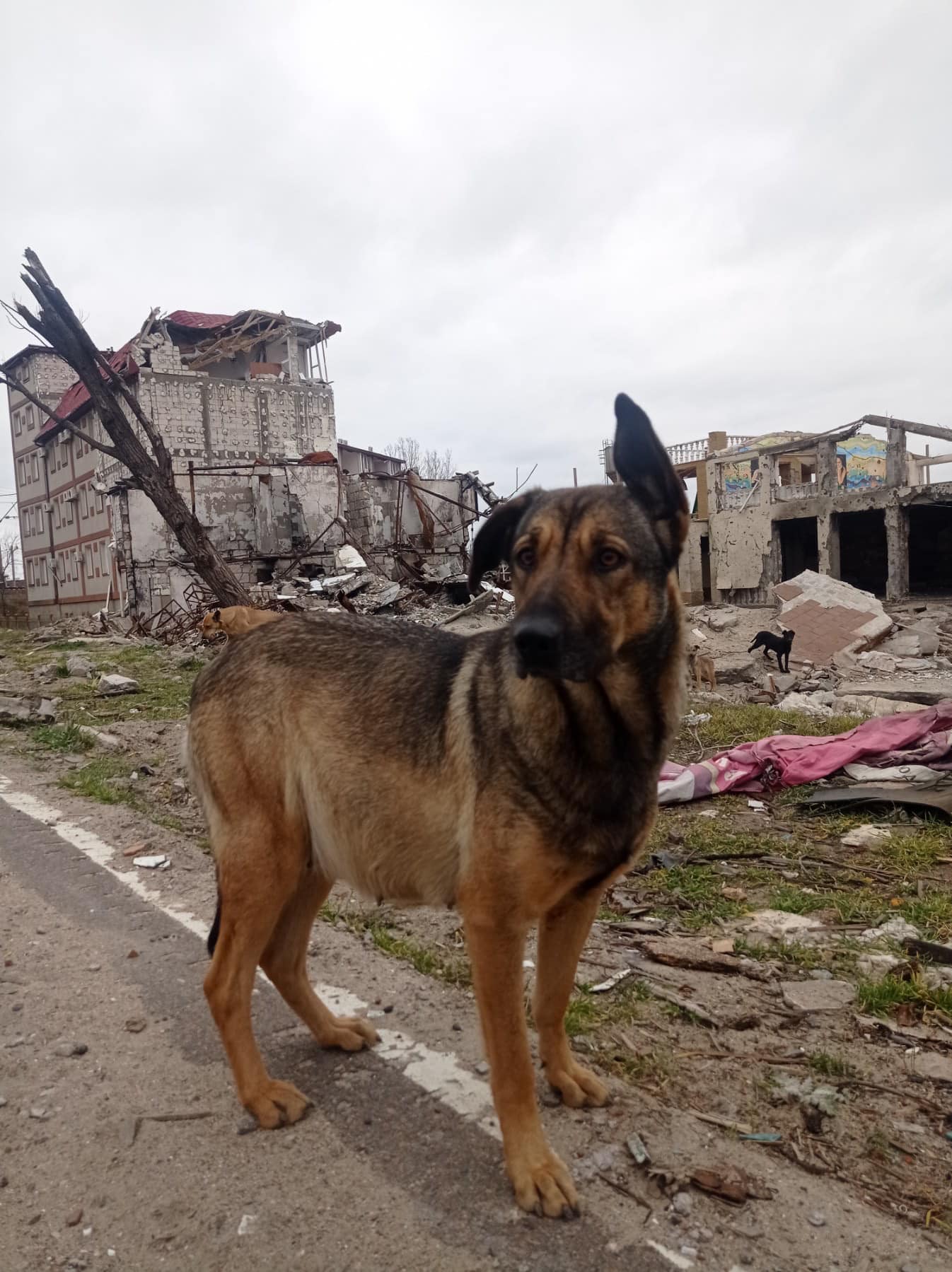 Остались только собаки и руины. Как выглядит сейчас курортная Затока под Одессой