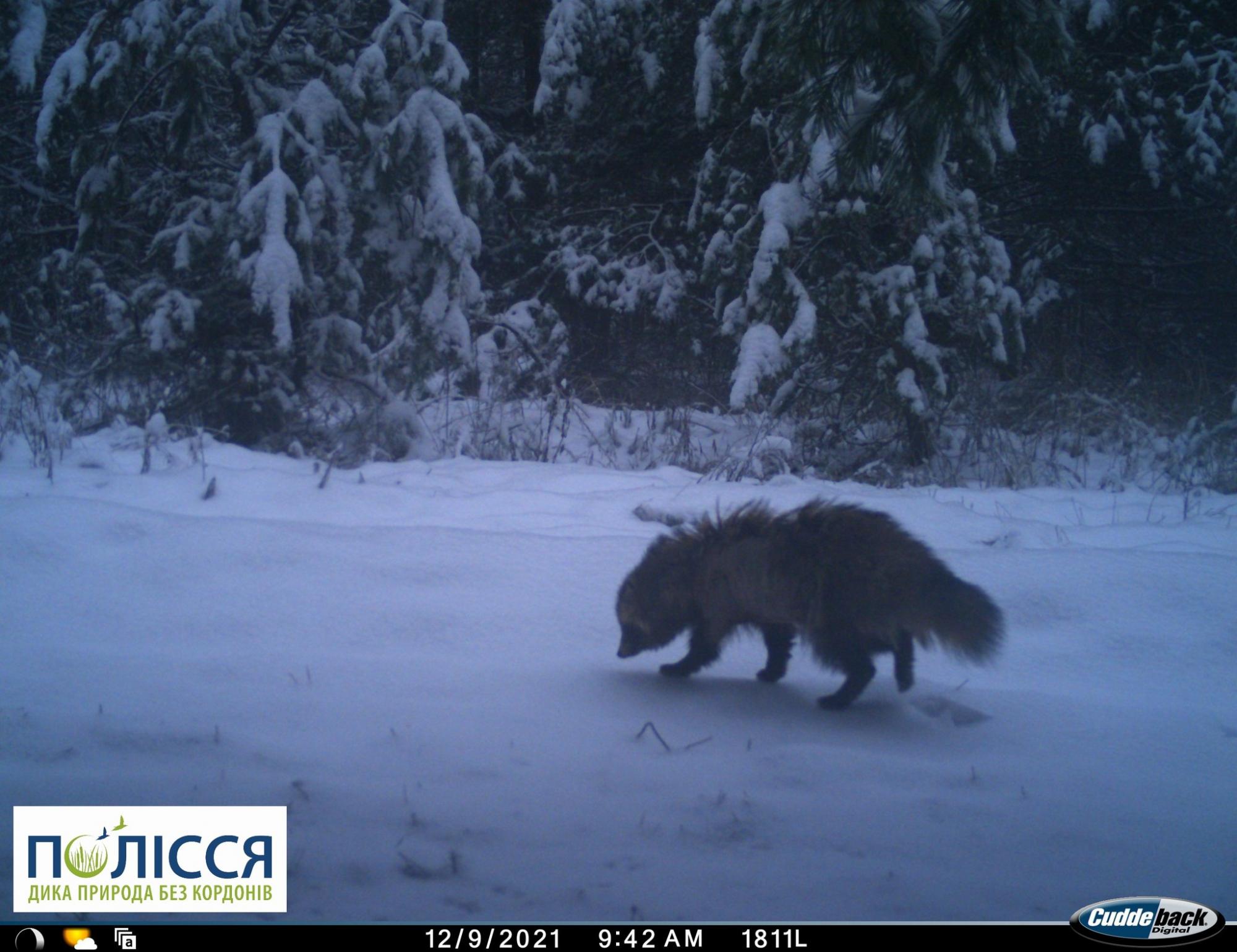 "Ноги годують і його": у Чорнобильському заповіднику показали звіра, що залягає у сплячку