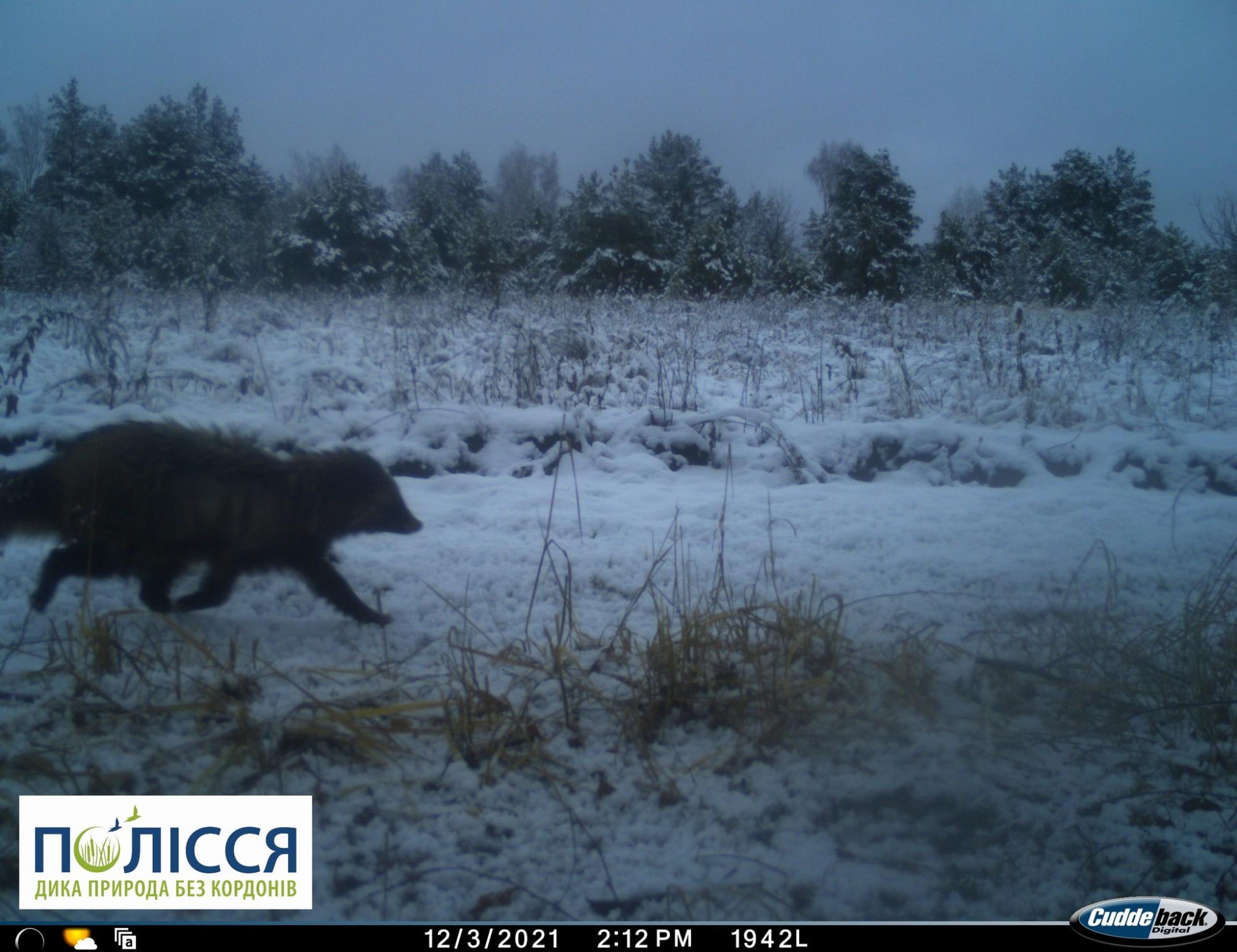 "Ноги годують і його": у Чорнобильському заповіднику показали звіра, що залягає у сплячку