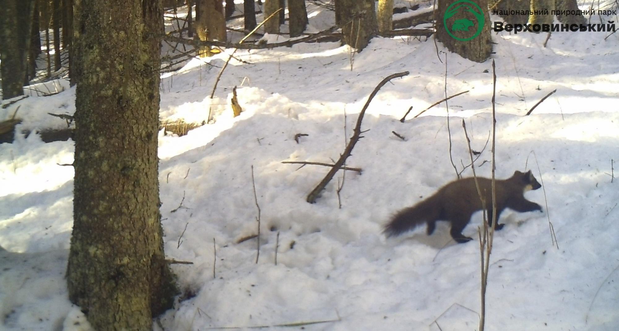 Карпатські тварини потрапили на фотопастки: рідкісні кадри із дикої природи
