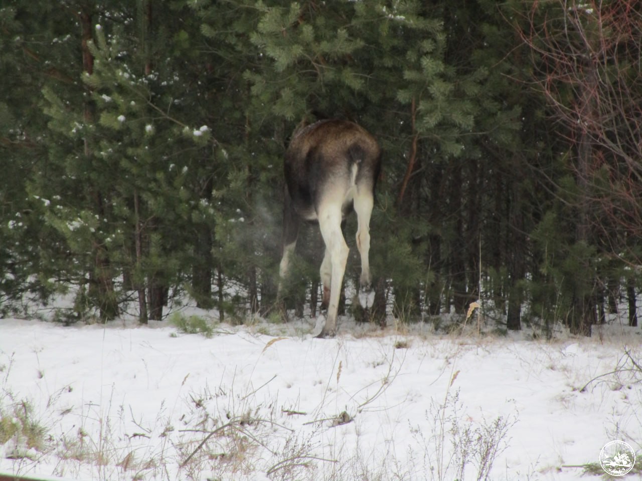 У Чорнобилі засвітився красень-звір із Червоної книги (фото)