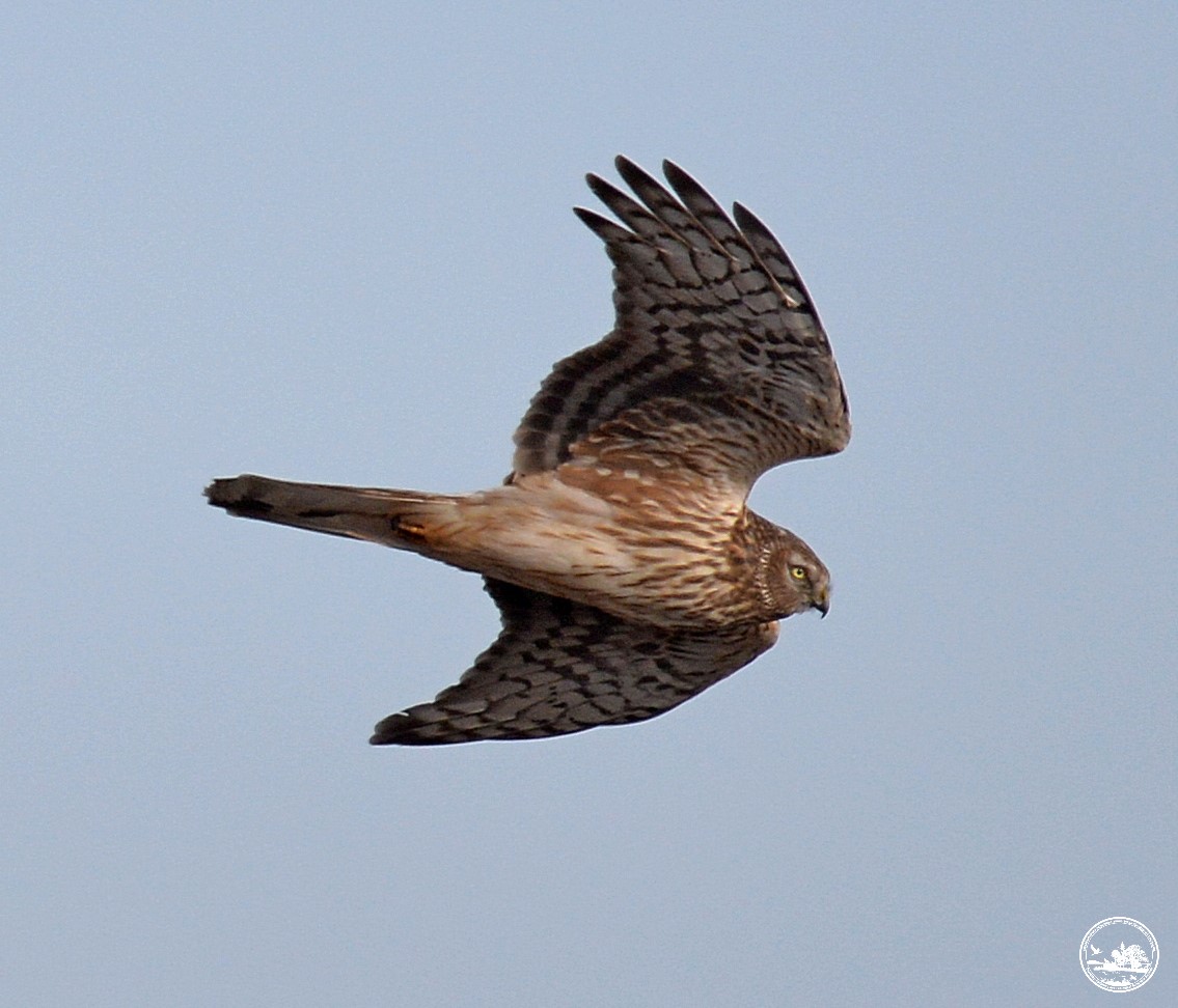 В Чернобыльской зоне заметили редкого пернатого хищника из Красной книги (фото)