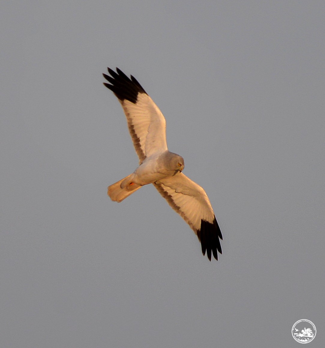 В Чернобыльской зоне заметили редкого пернатого хищника из Красной книги (фото)