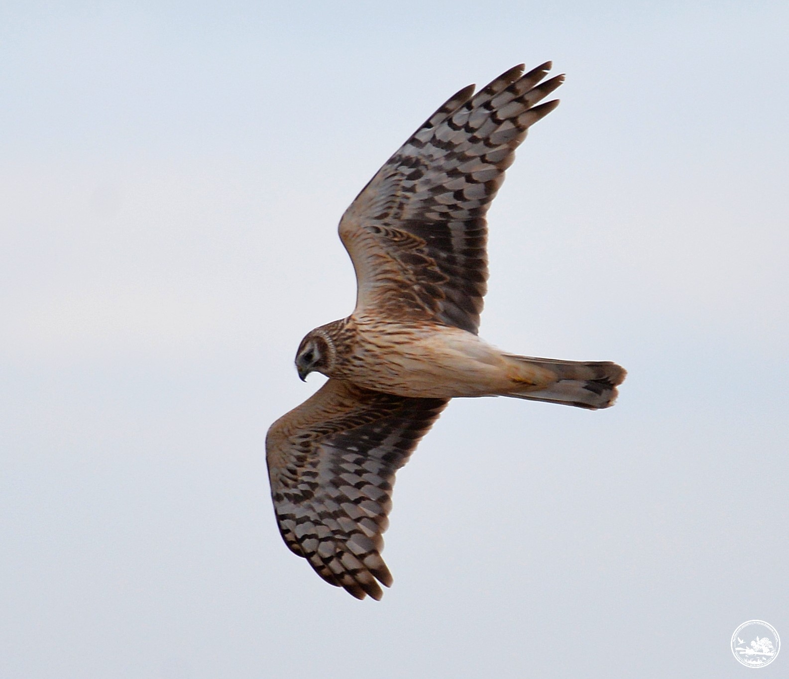 В Чернобыльской зоне заметили редкого пернатого хищника из Красной книги (фото)
