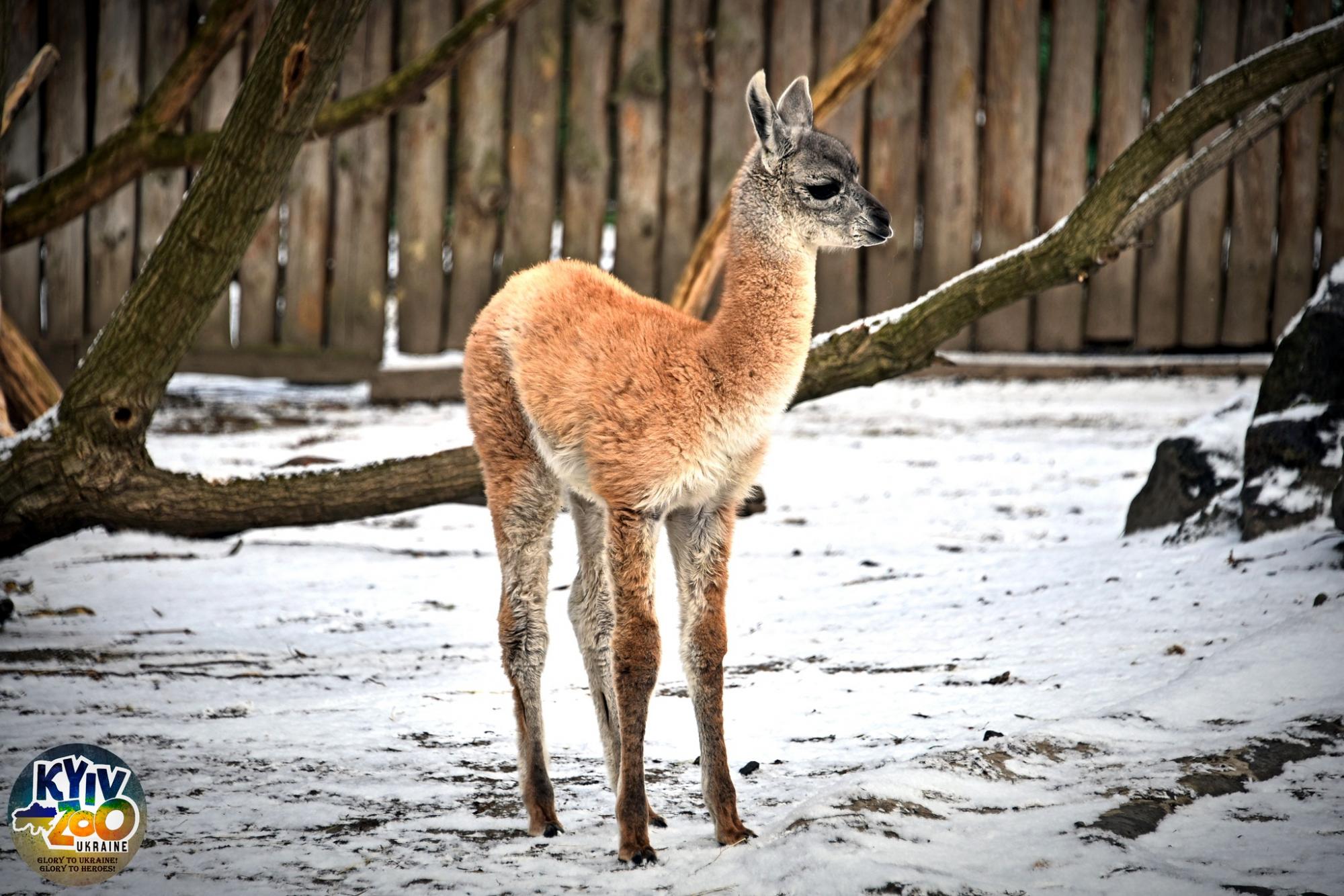 У Київському зоопарку - миле поповнення: ці відео і фото гуанако Люсії не залишать байдужими