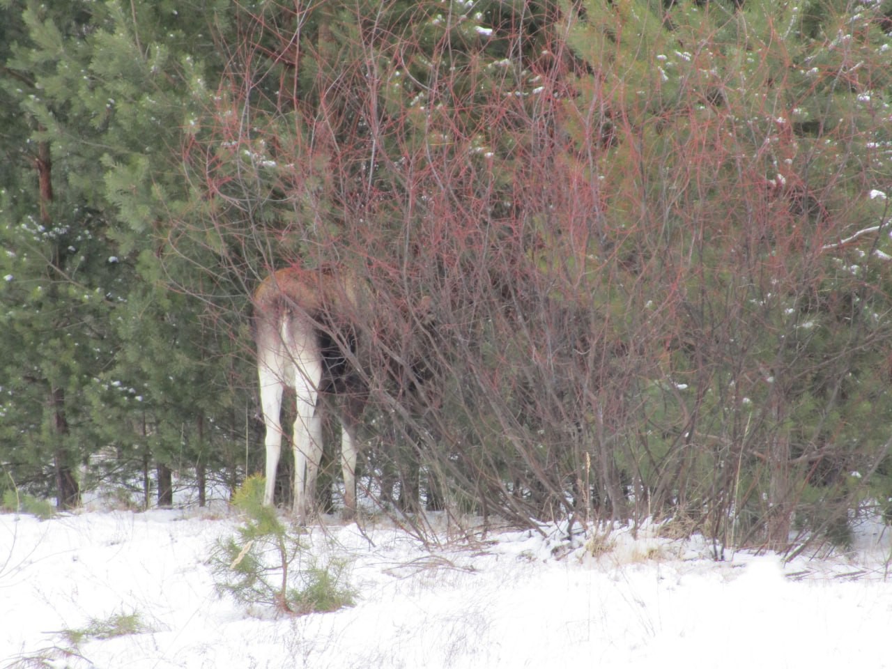 У Чорнобилі засвітився красень-звір із Червоної книги (фото)