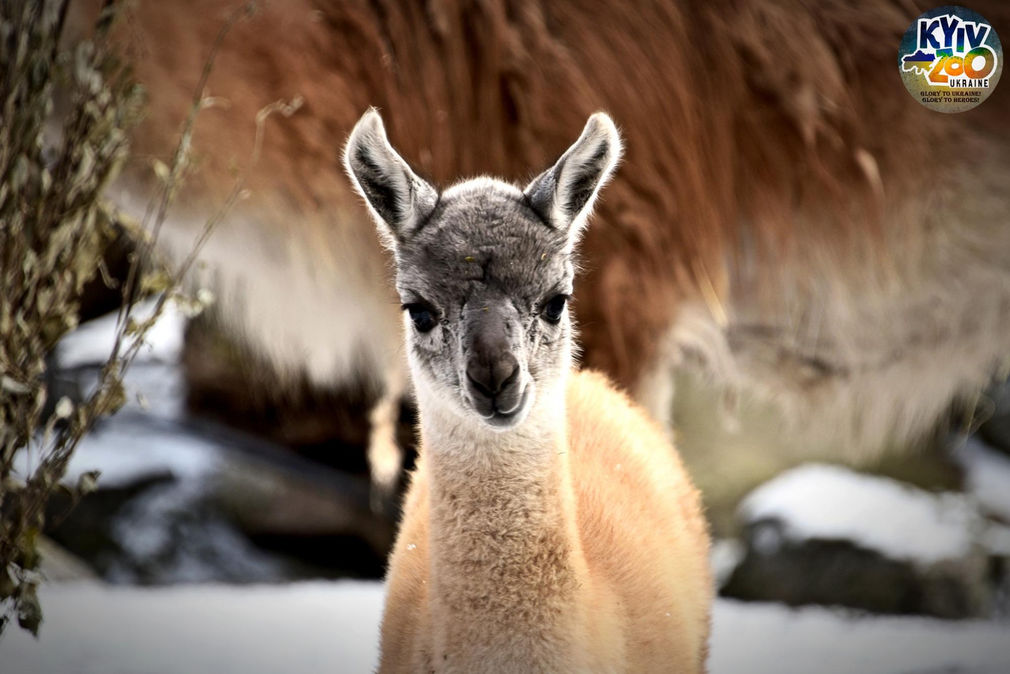 У Київському зоопарку - миле поповнення: ці відео і фото гуанако Люсії не залишать байдужими