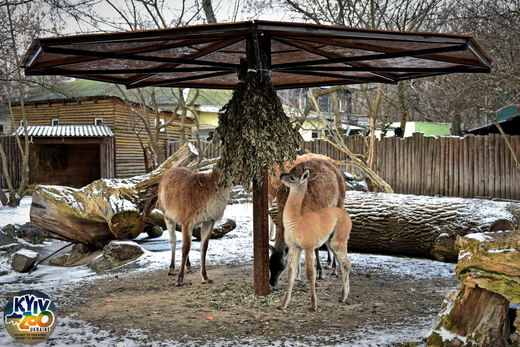 У Київському зоопарку - миле поповнення: ці відео і фото гуанако Люсії не залишать байдужими
