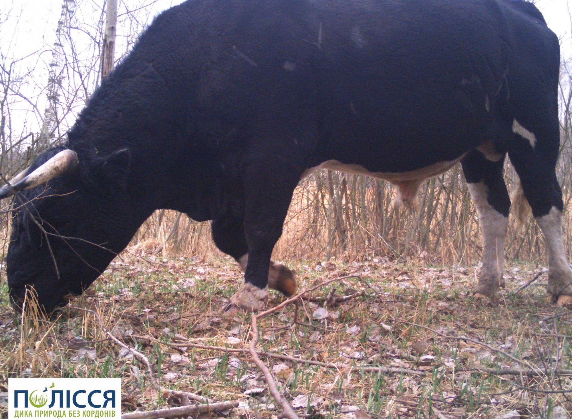 "Живуть і пасуться": у Чорнобилі показали зграю диких тварин