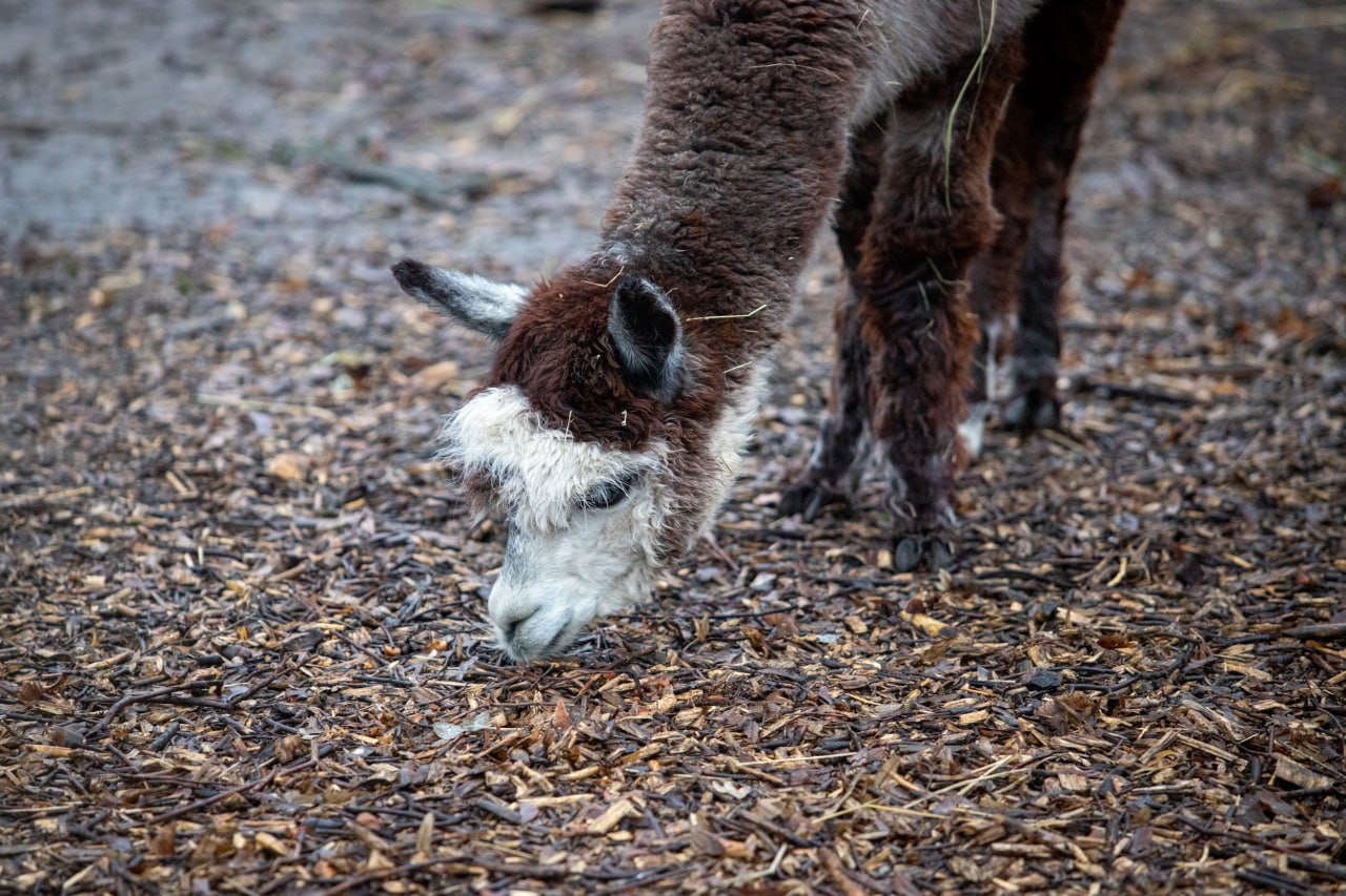 Як змінилися тварини Київського зоопарку за рік війни: неймовірно милі фото