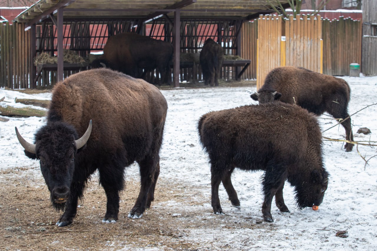 Як змінилися тварини Київського зоопарку за рік війни: неймовірно милі фото