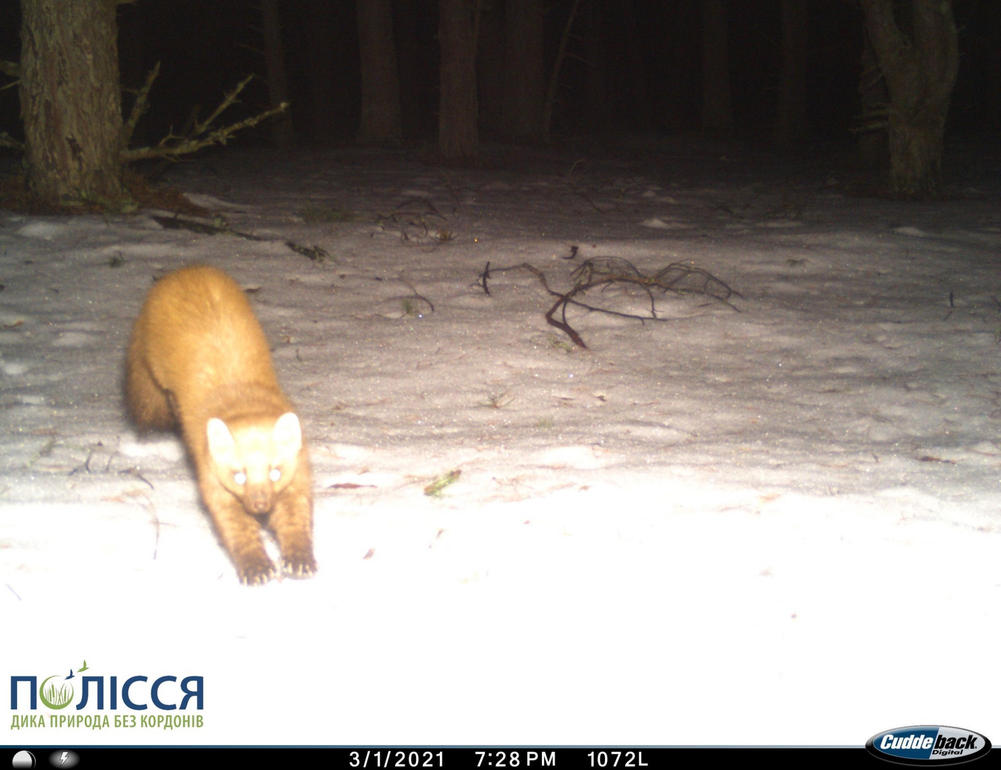 В Чернобыле засветился очень ловкий грациозный хищник: попал в фотоловушку