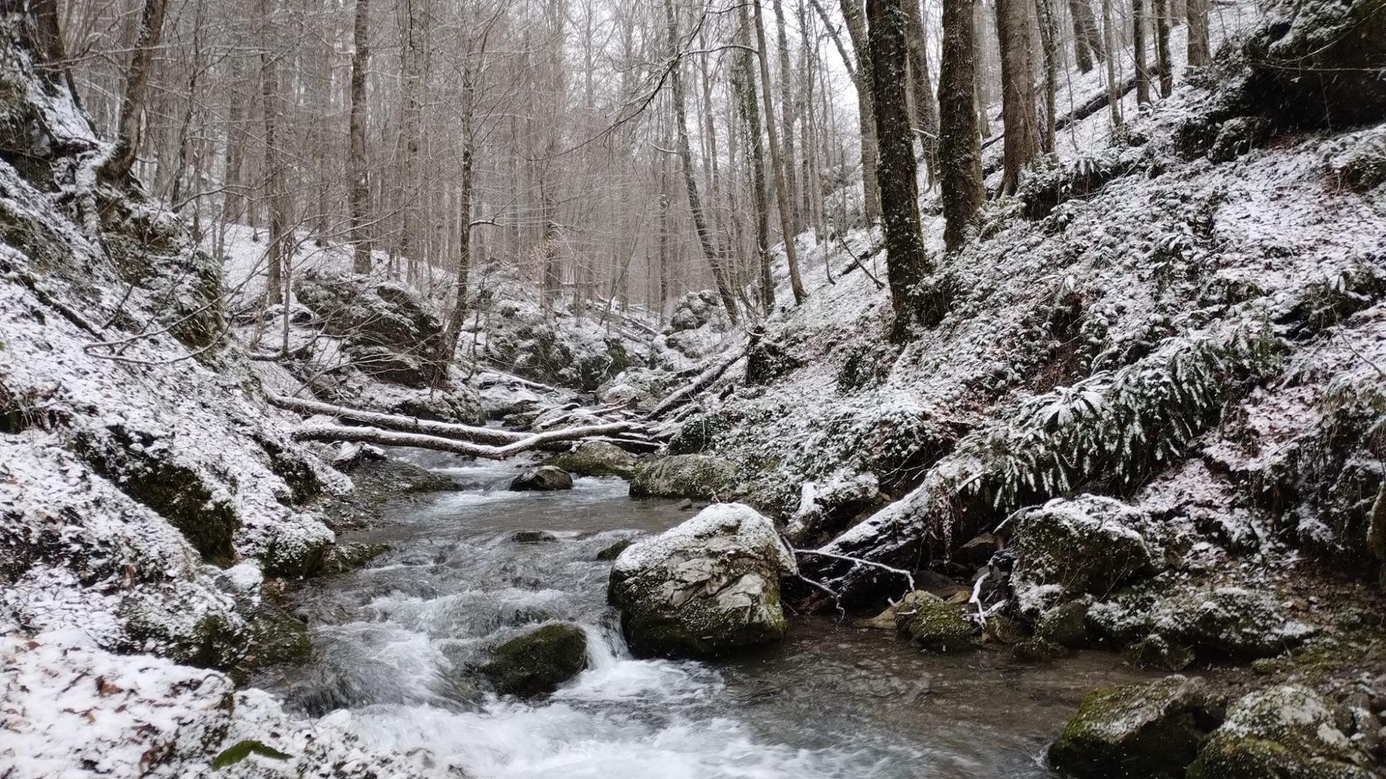 У Карпатах почали розквітати перші весняні квіти: неймовірні фото