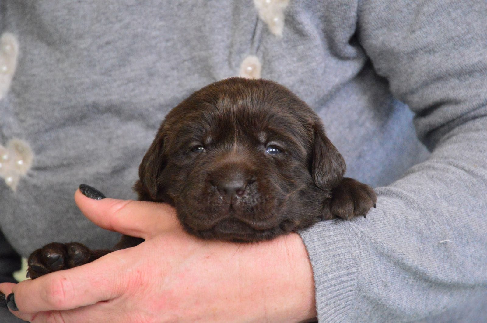 У Харкові РФ поцілила поблизу розплідника цуценят: момент вибуху потрапив на відео