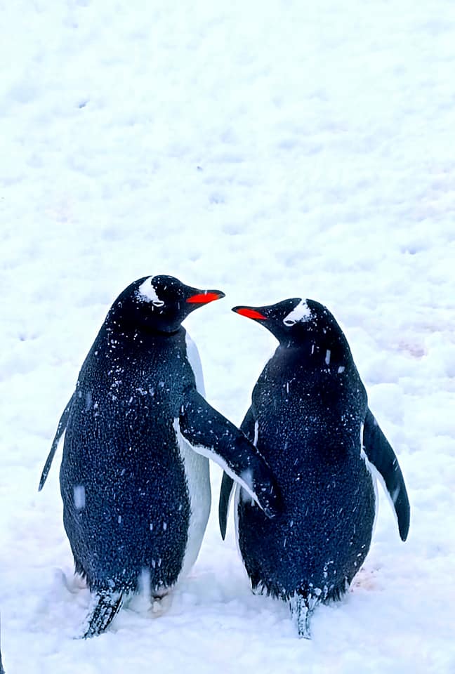 Кохання завжди перемагає! Українські полярники поділилися милими фото закоханих пінгвінів