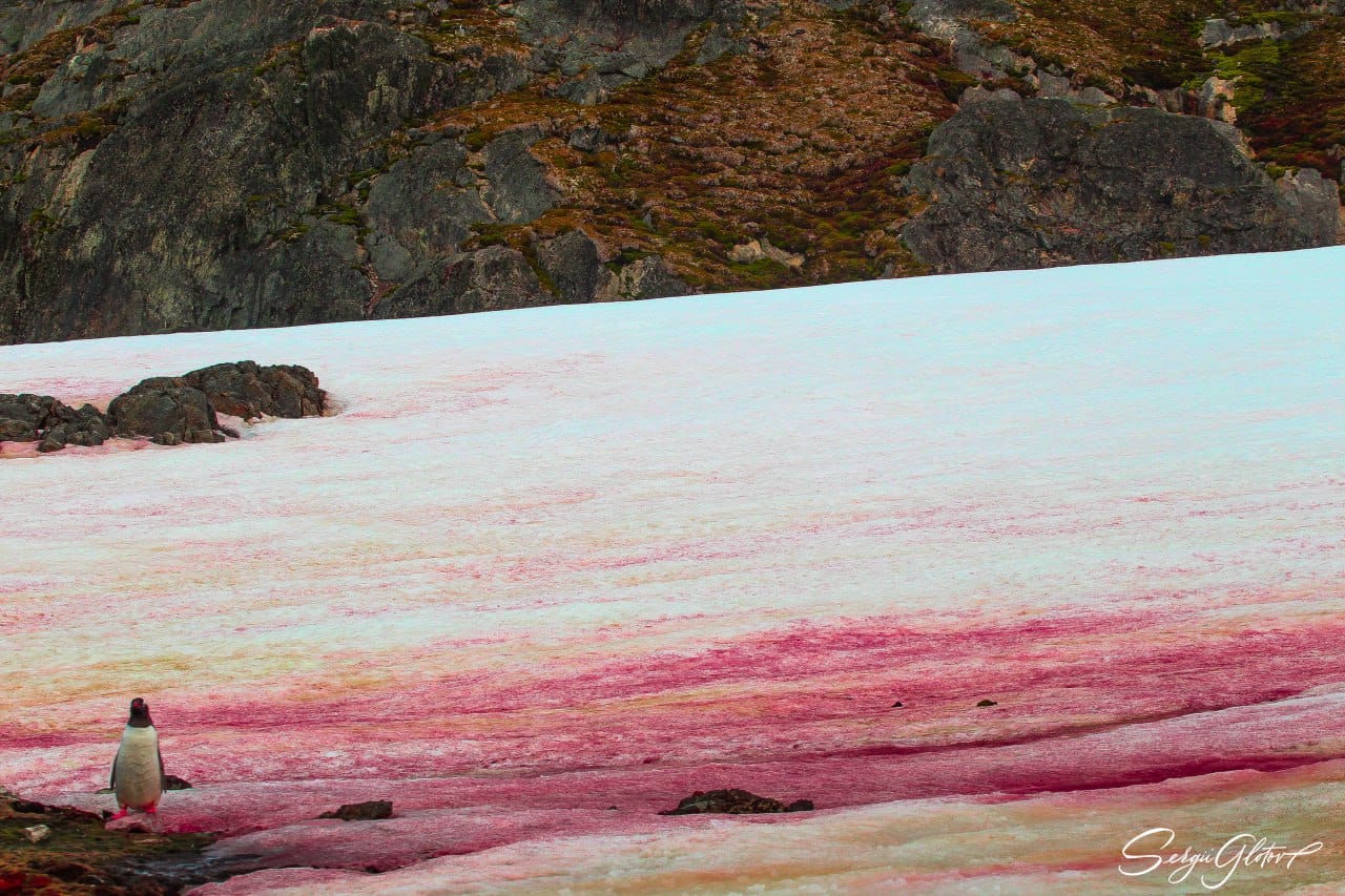 Сніг навколо полярної станції "Вернадський" став рожевим: фантастичні фото