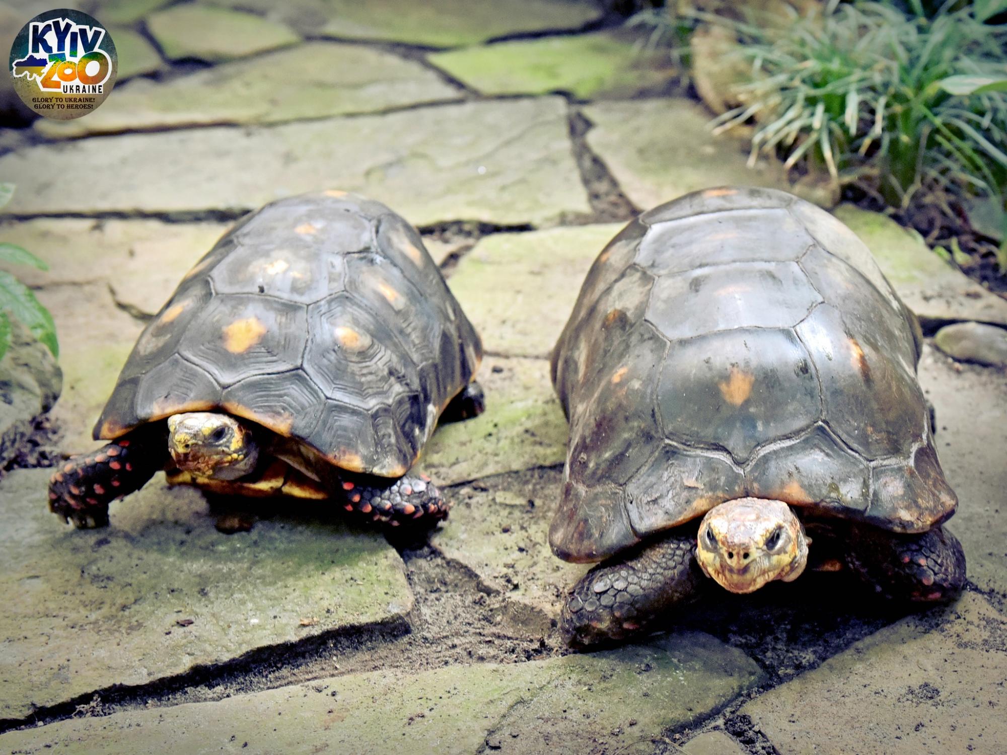 У Київському зоопарку тварини створили нові сім'ї: милі фото лускатих, пернатих і пухнастих пар