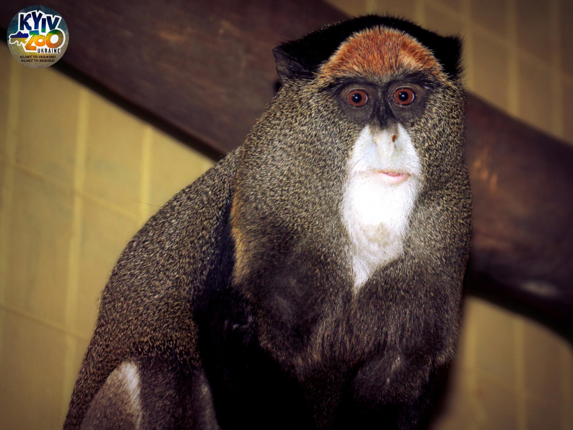 У Київському зоопарку тварини створили нові сім'ї: милі фото лускатих, пернатих і пухнастих пар