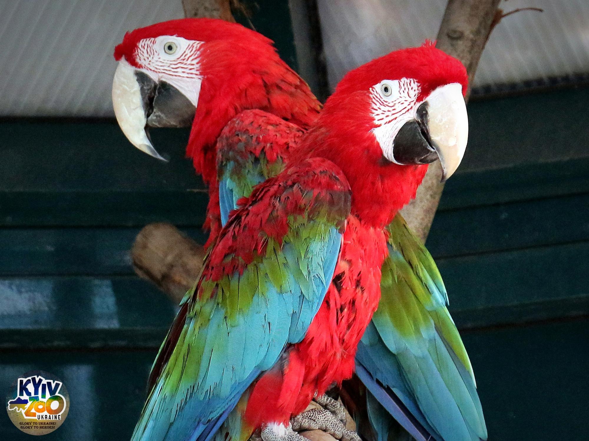 У Київському зоопарку тварини створили нові сім'ї: милі фото лускатих, пернатих і пухнастих пар