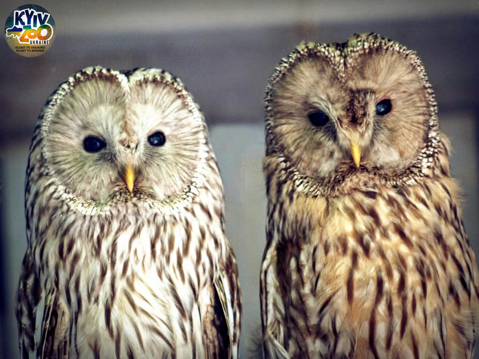 У Київському зоопарку тварини створили нові сім'ї: милі фото лускатих, пернатих і пухнастих пар