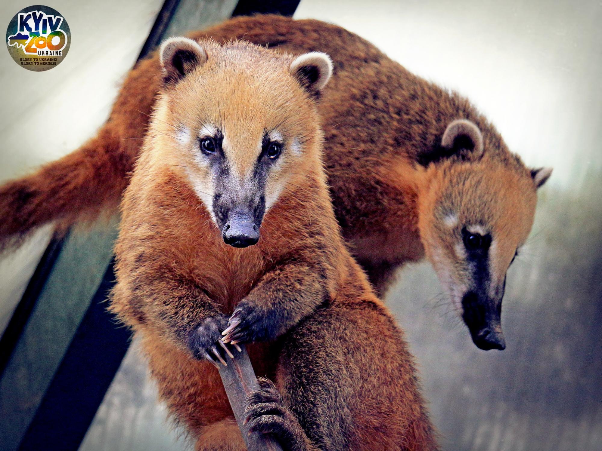 У Київському зоопарку тварини створили нові сім'ї: милі фото лускатих, пернатих і пухнастих пар
