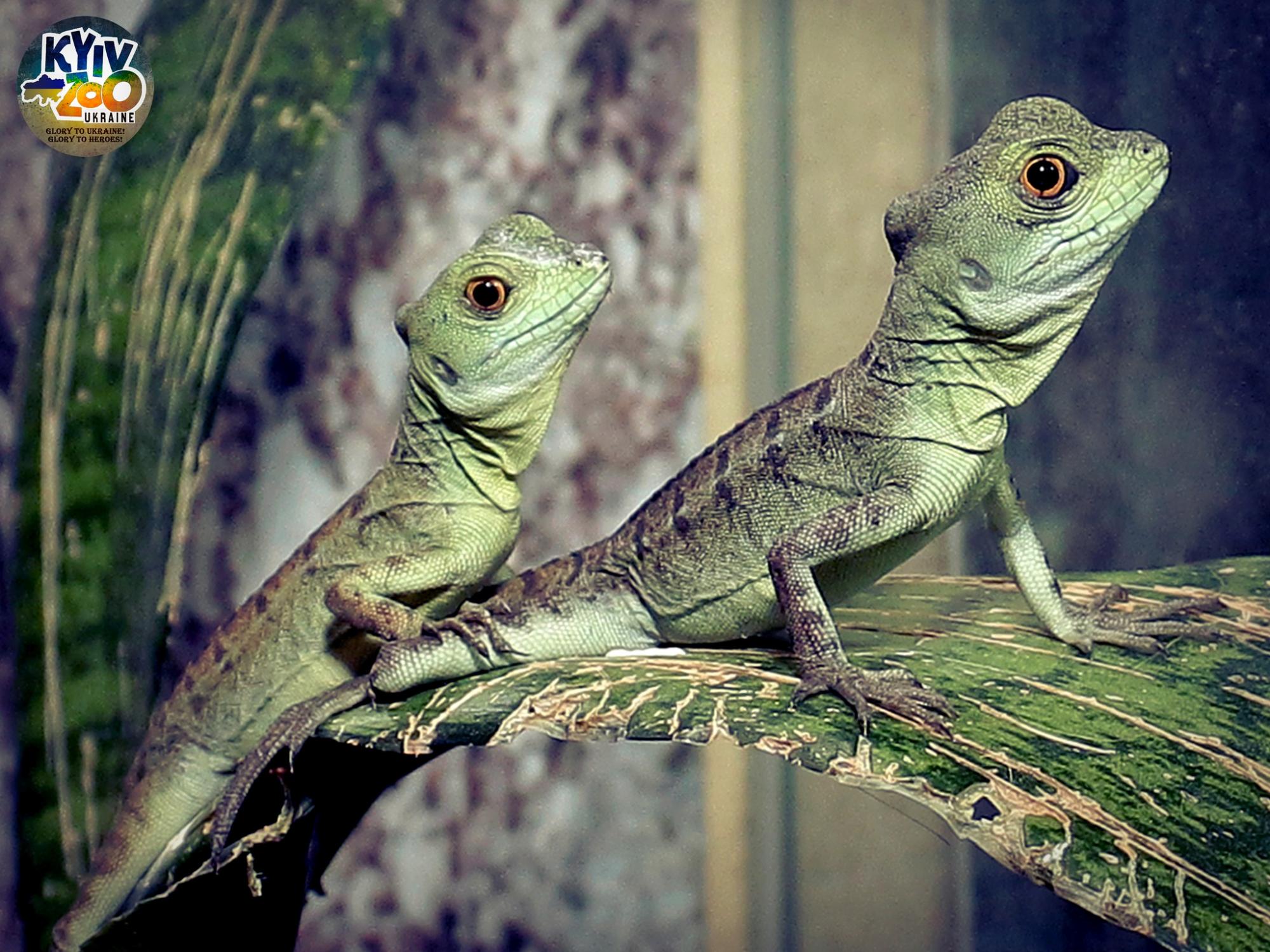 У Київському зоопарку тварини створили нові сім'ї: милі фото лускатих, пернатих і пухнастих пар