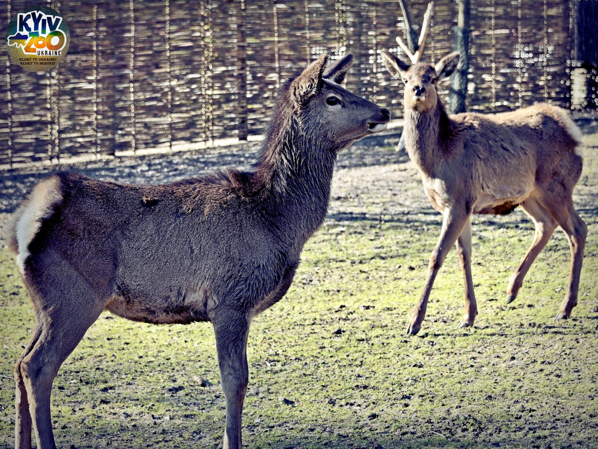 У Київському зоопарку тварини створили нові сім'ї: милі фото лускатих, пернатих і пухнастих пар