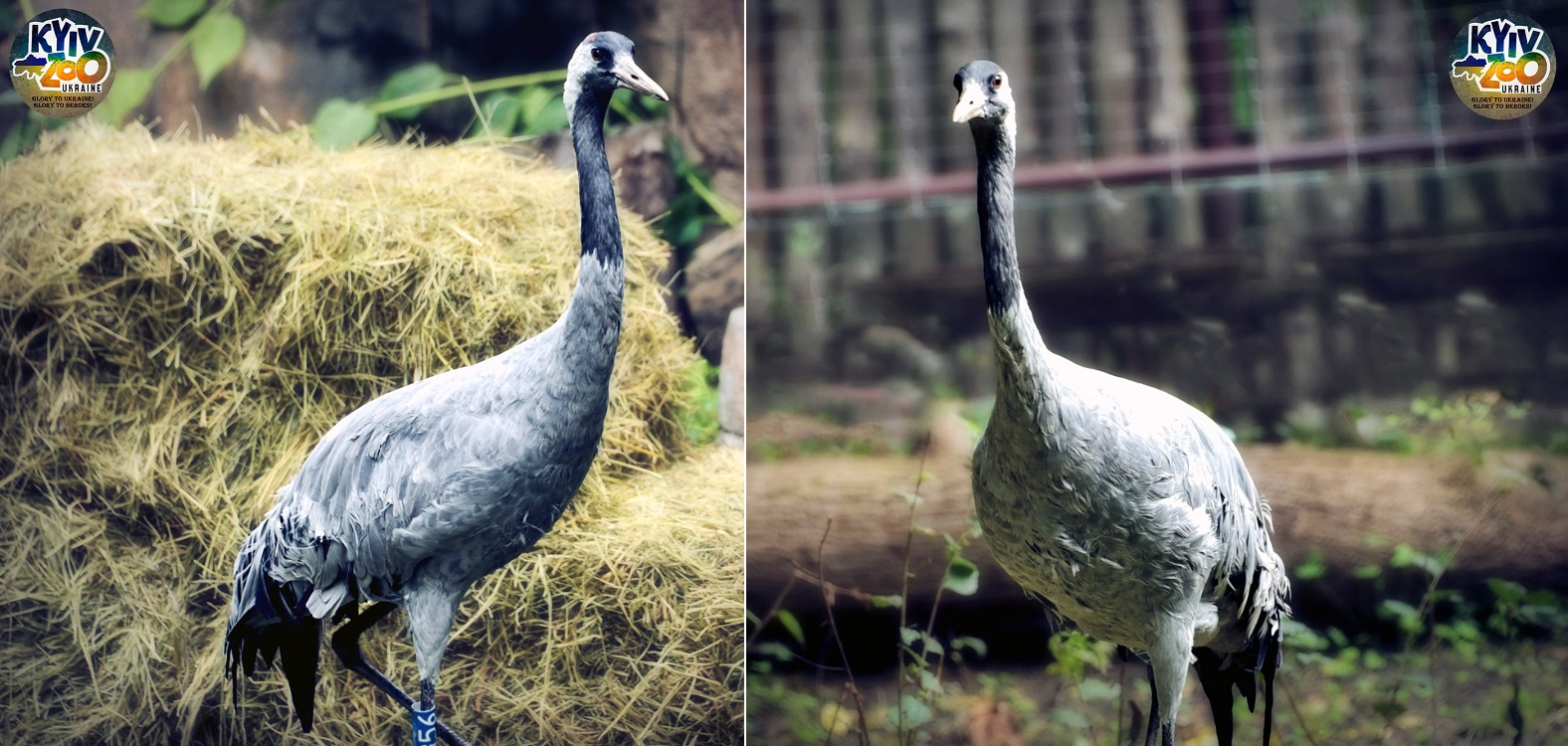 У Київському зоопарку тварини створили нові сім'ї: милі фото лускатих, пернатих і пухнастих пар