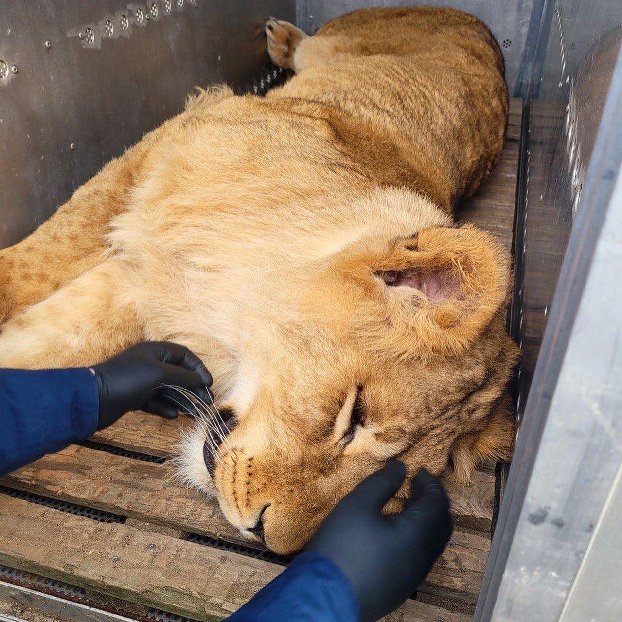 Могли просто загинути: під Києвом до зоорятувальників евакуювали двох левів (фото)