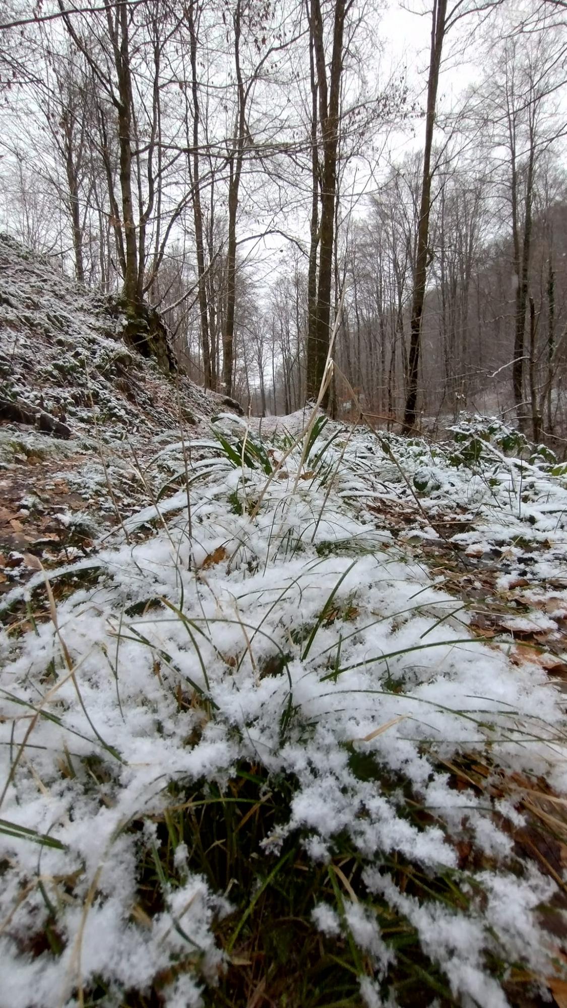 У Карпатах почали розквітати перші весняні квіти: неймовірні фото