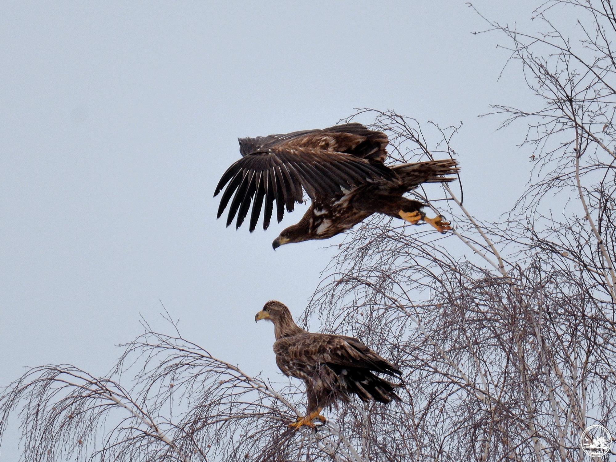 Ласують рибою і полюють на чорних лелек: у Чорнобилі зростає популяція червонокнижних орланів