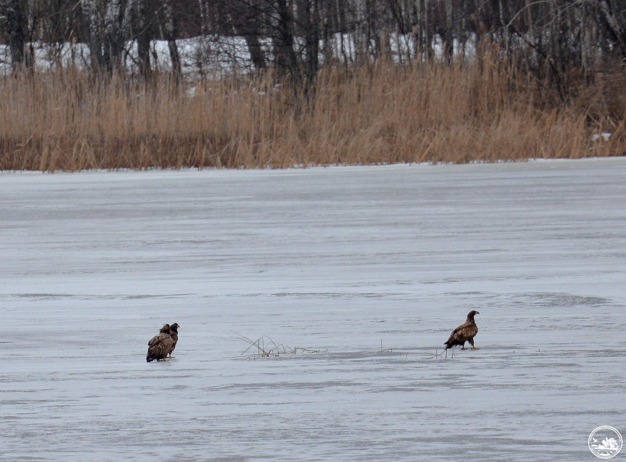 Ласують рибою і полюють на чорних лелек: у Чорнобилі зростає популяція червонокнижних орланів
