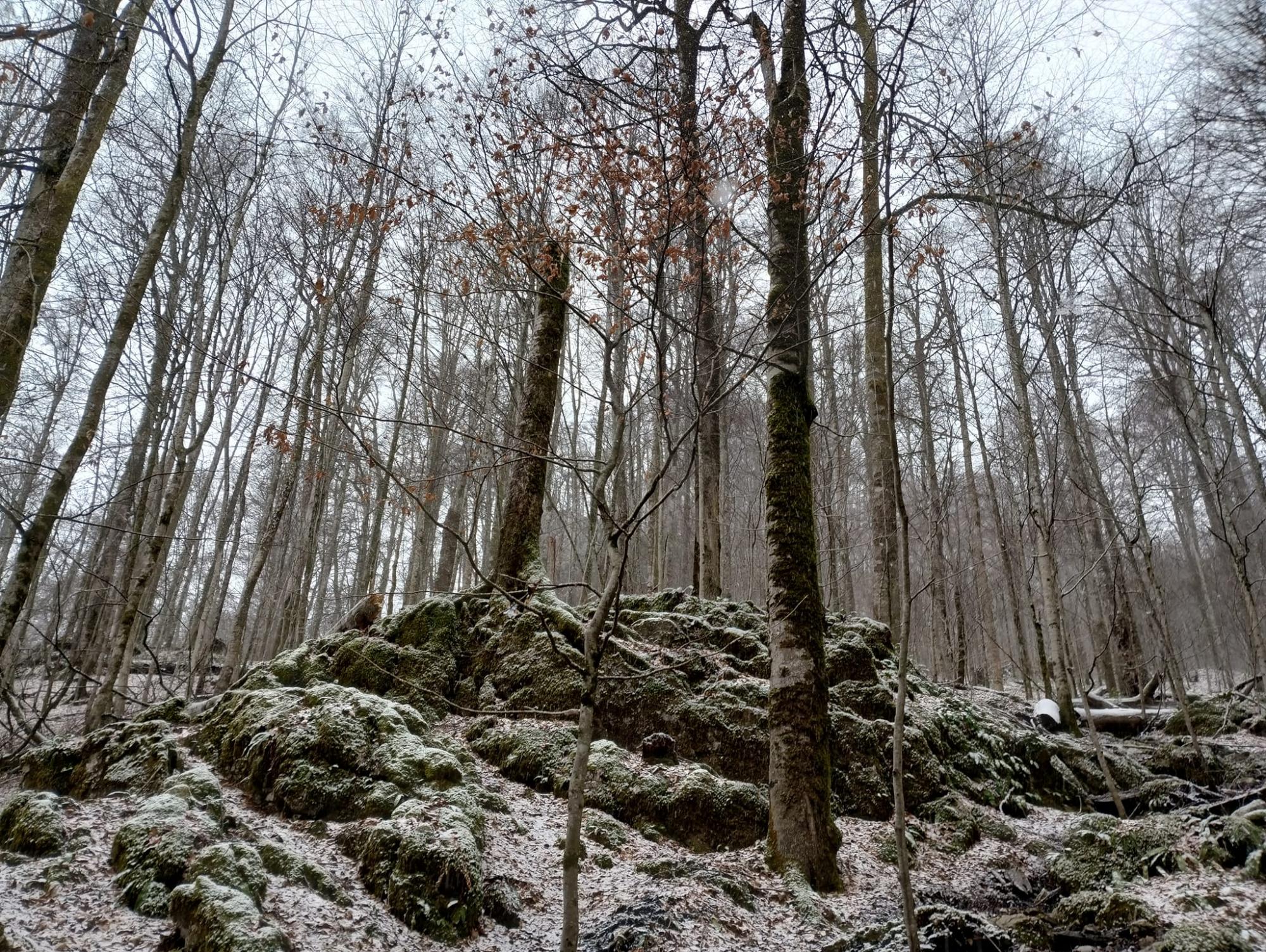 У Карпатах почали розквітати перші весняні квіти: неймовірні фото