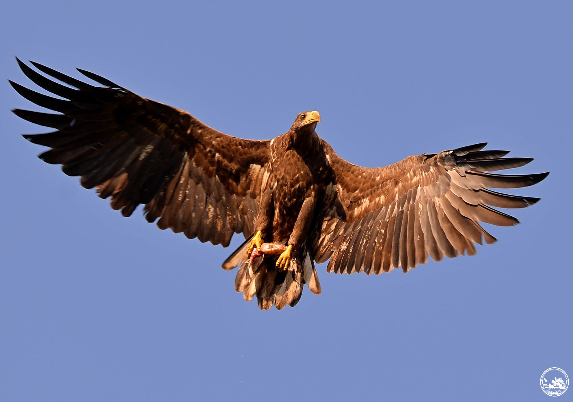 Ласують рибою і полюють на чорних лелек: у Чорнобилі зростає популяція червонокнижних орланів