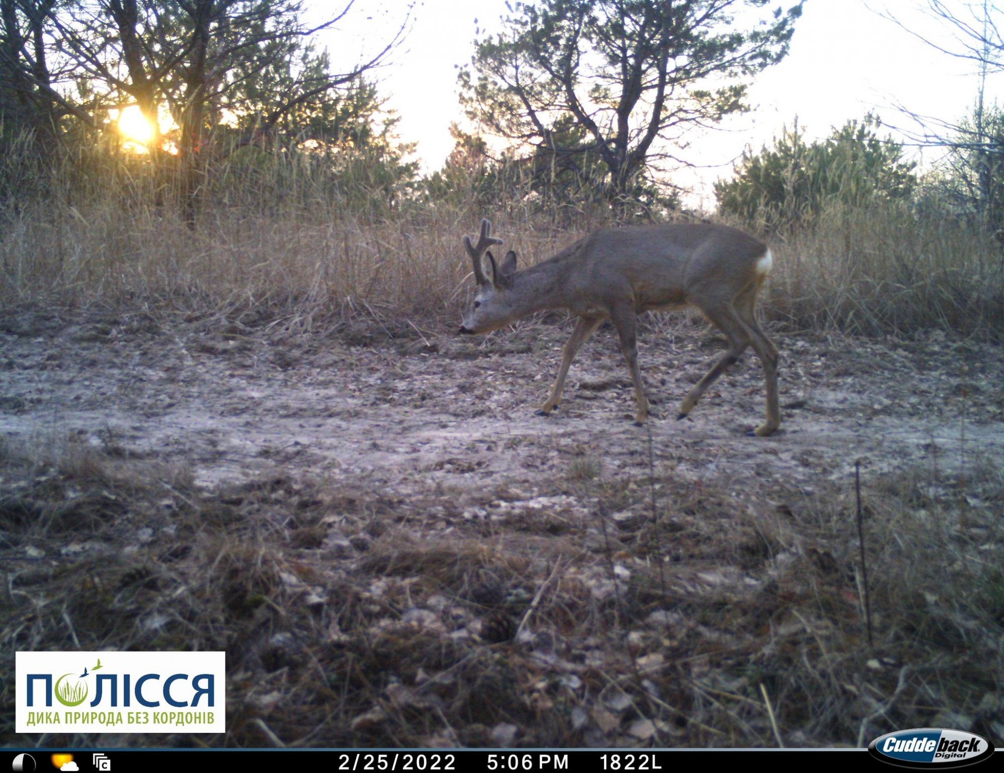 В Чернобыле показали фото, сделанное в первые дни войны
