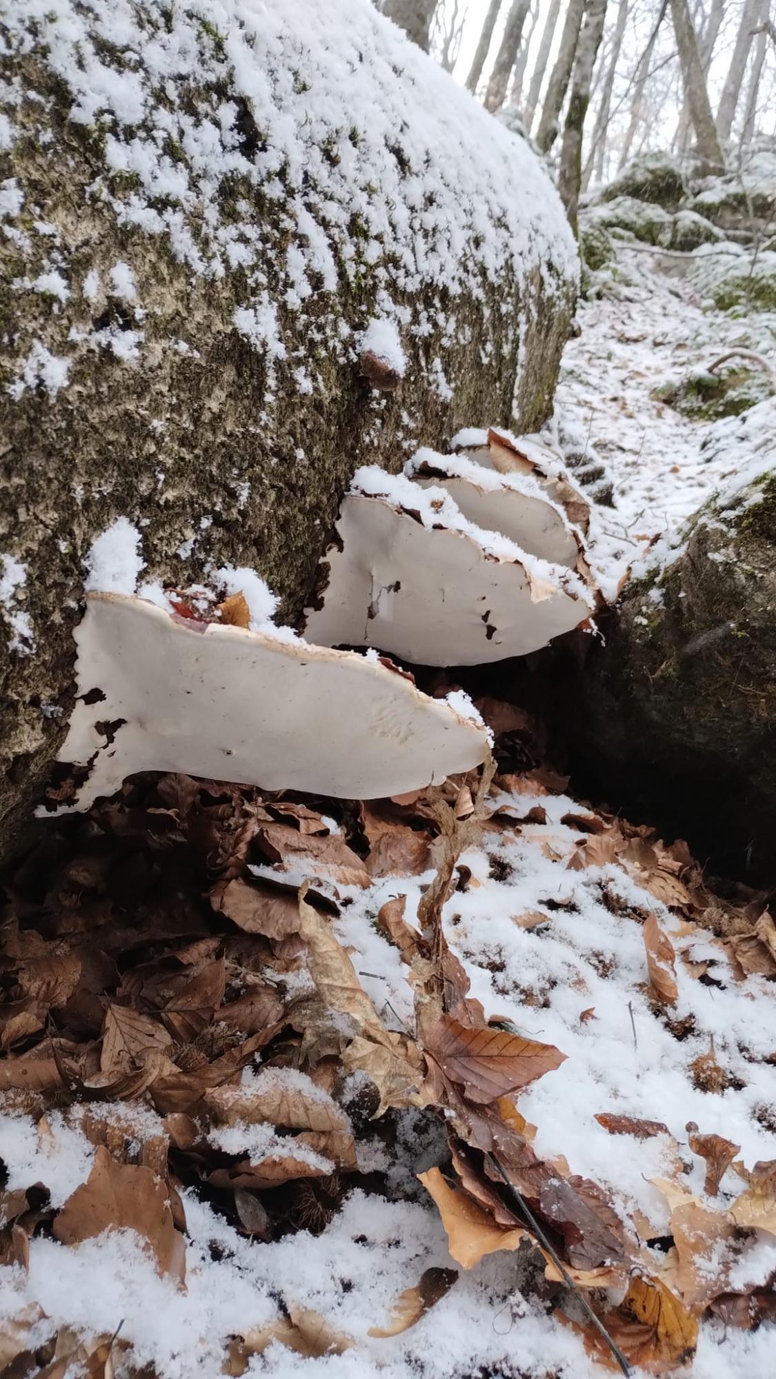 У Карпатах почали розквітати перші весняні квіти: неймовірні фото