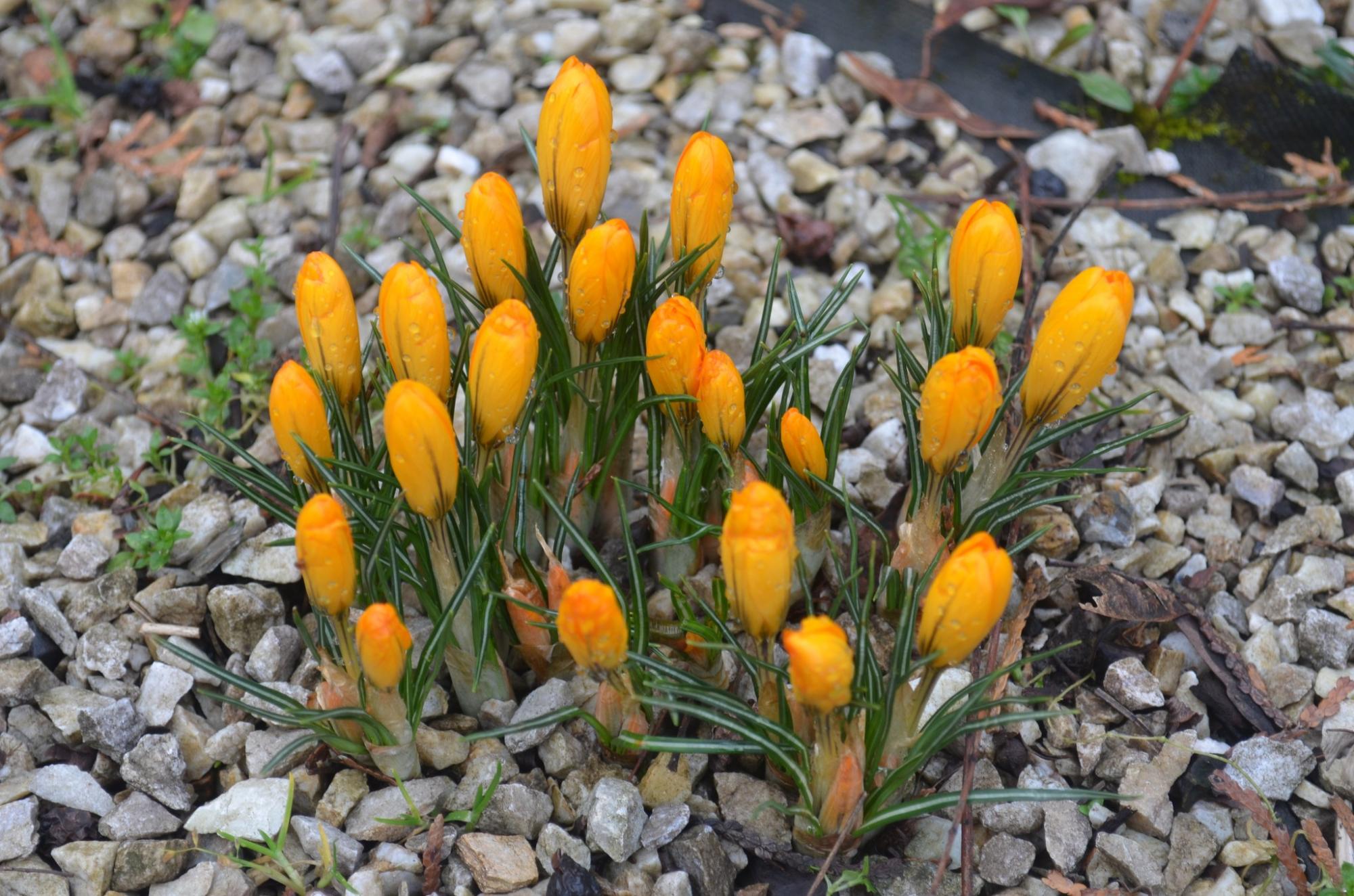 У Карпатському заповіднику розцвіли найвитонченіші весняні первоцвіти: дивіться неймовірні фото