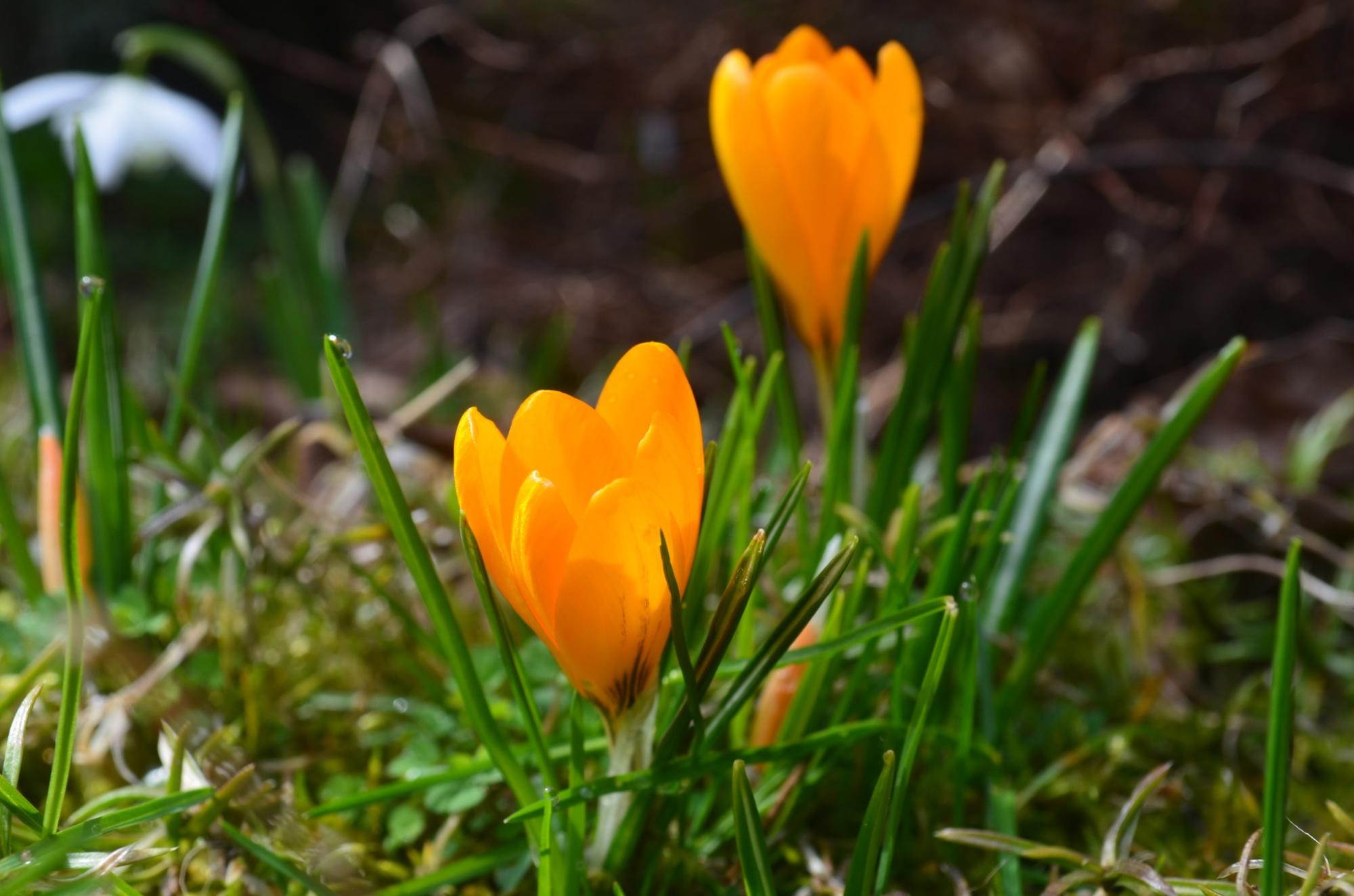 У Карпатському заповіднику розцвіли найвитонченіші весняні первоцвіти: дивіться неймовірні фото