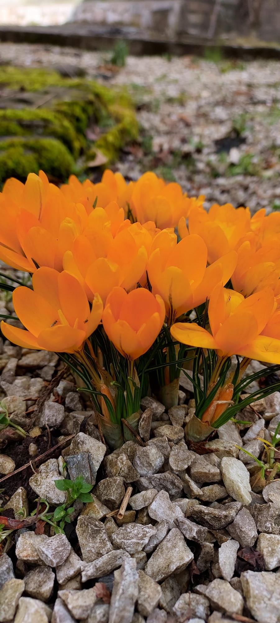 У Карпатському заповіднику розцвіли найвитонченіші весняні первоцвіти: дивіться неймовірні фото