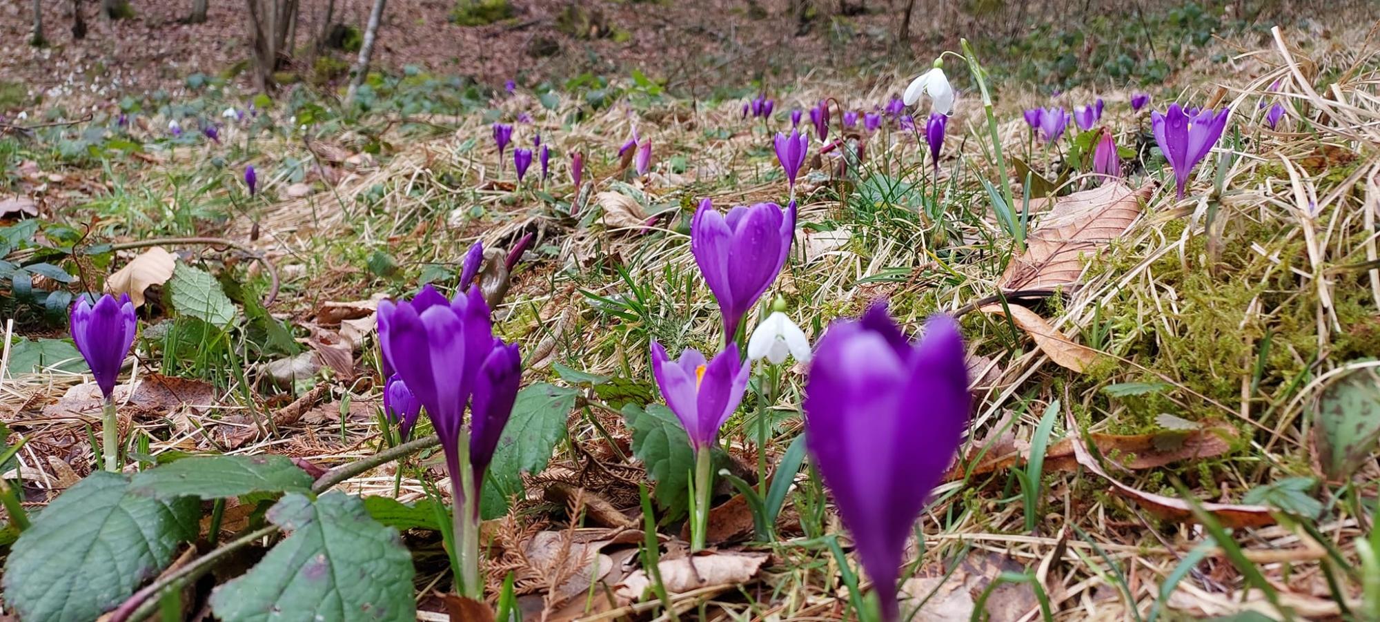 У Карпатському заповіднику розцвіли найвитонченіші весняні первоцвіти: дивіться неймовірні фото