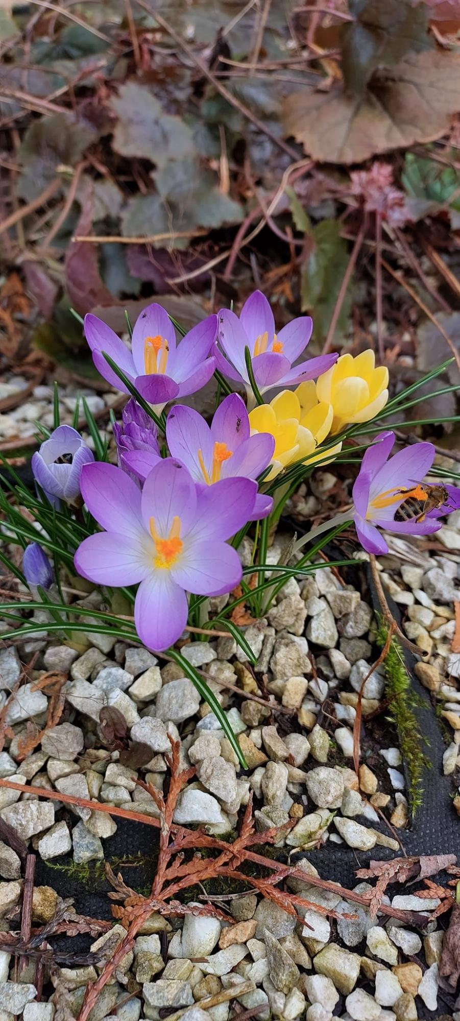 У Карпатському заповіднику розцвіли найвитонченіші весняні первоцвіти: дивіться неймовірні фото