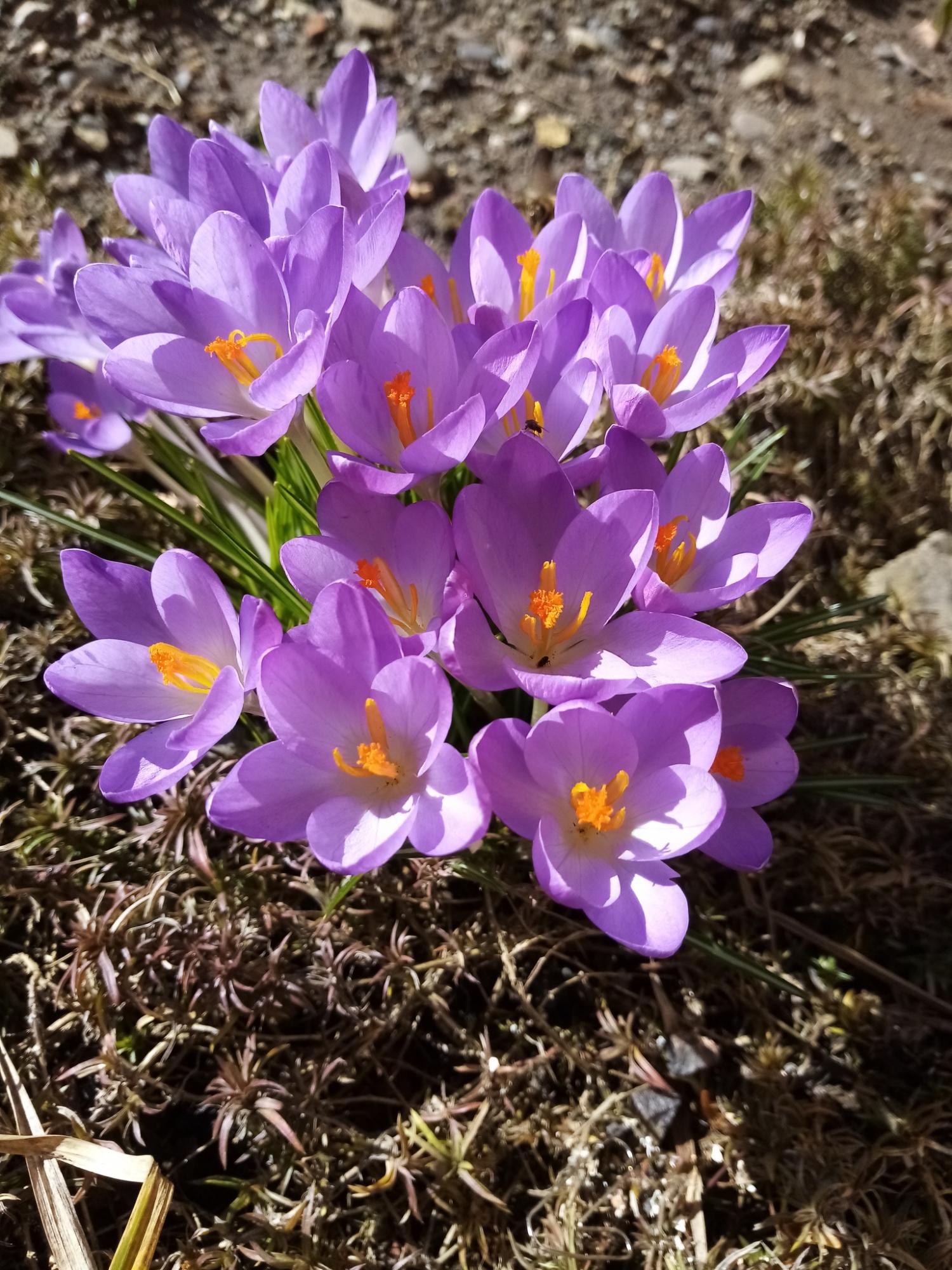У Карпатському заповіднику розцвіли найвитонченіші весняні первоцвіти: дивіться неймовірні фото