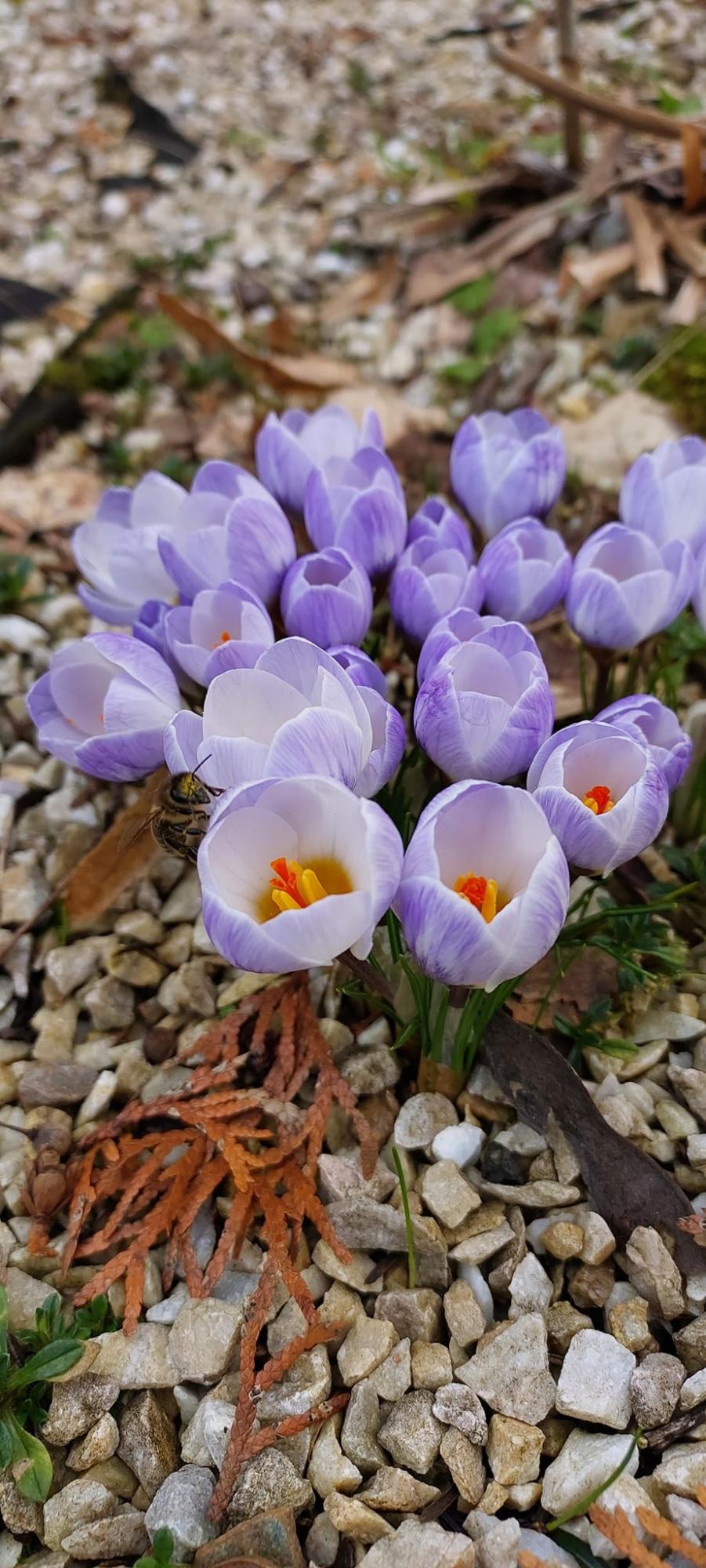 У Карпатському заповіднику розцвіли найвитонченіші весняні первоцвіти: дивіться неймовірні фото