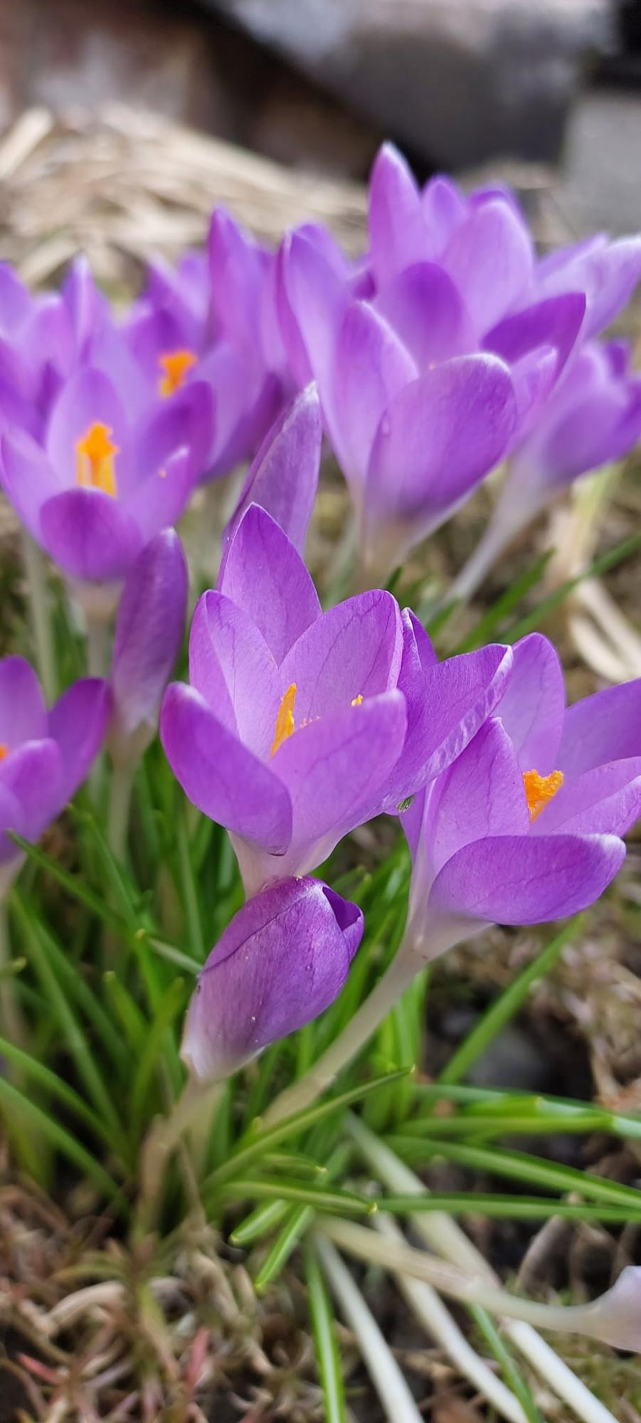 У Карпатському заповіднику розцвіли найвитонченіші весняні первоцвіти: дивіться неймовірні фото