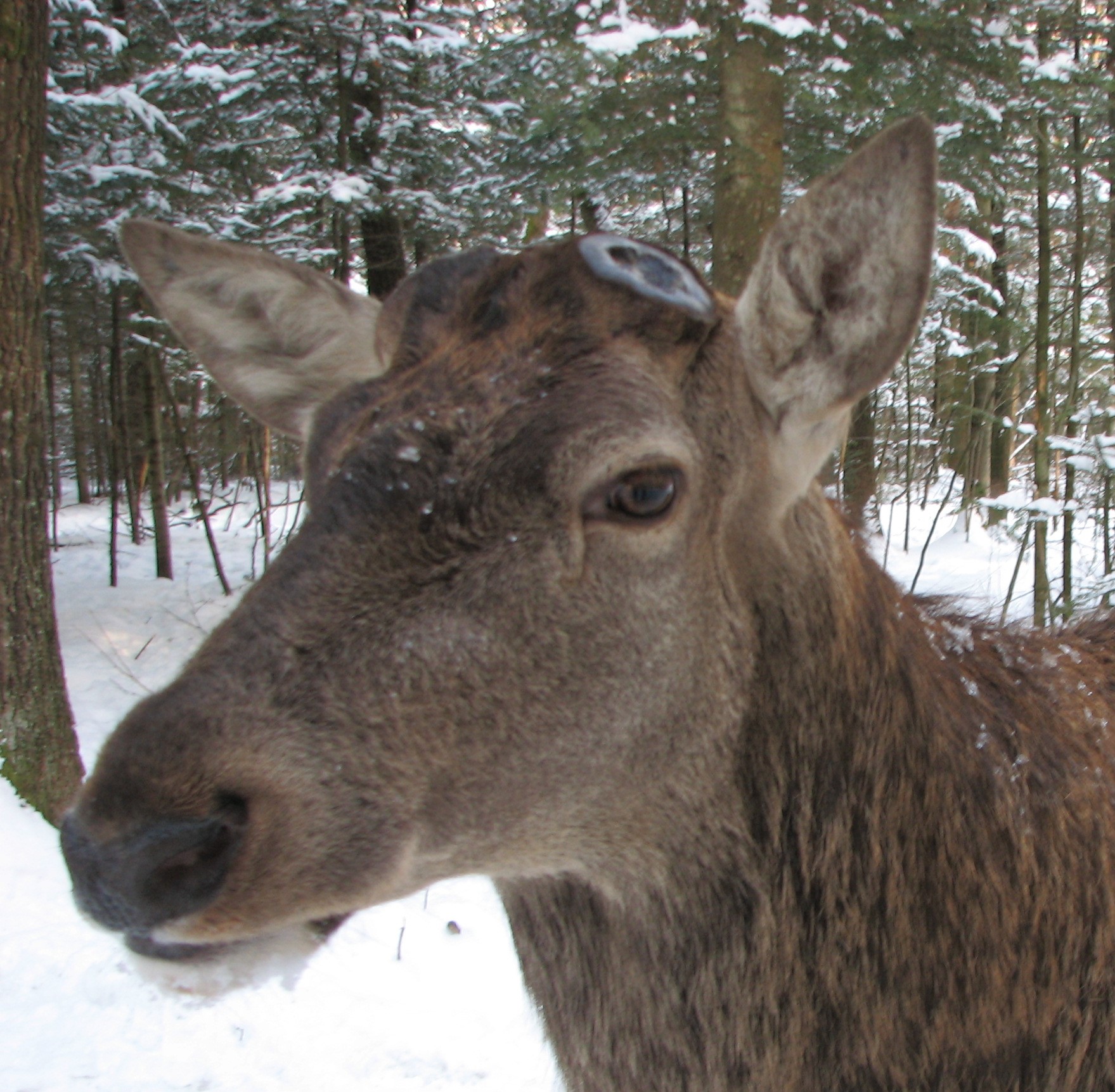Українські олені стали скидати роги: зоологи розкрили таїнство природи (фото)