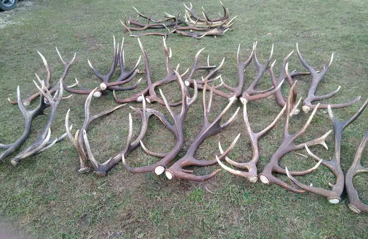 Українські олені стали скидати роги: зоологи розкрили таїнство природи (фото)