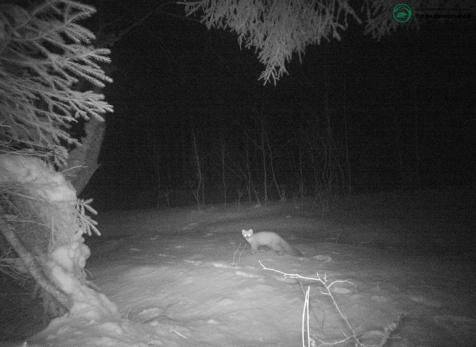 Карпатські тварини потрапили на фотопастки: рідкісні кадри із дикої природи